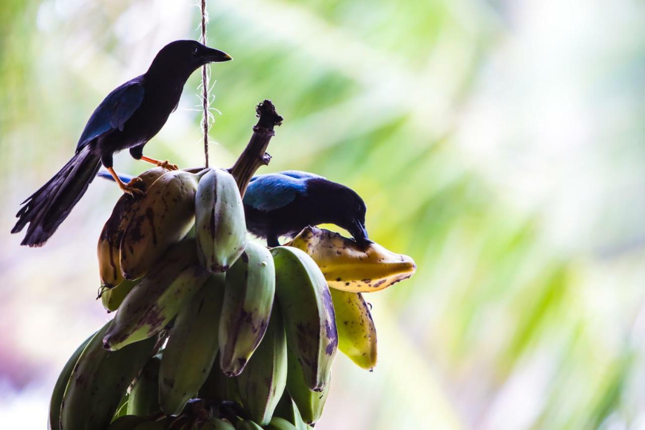 Cabanas Ecoturisticas Costa Maya Mahahual Zewnętrze zdjęcie